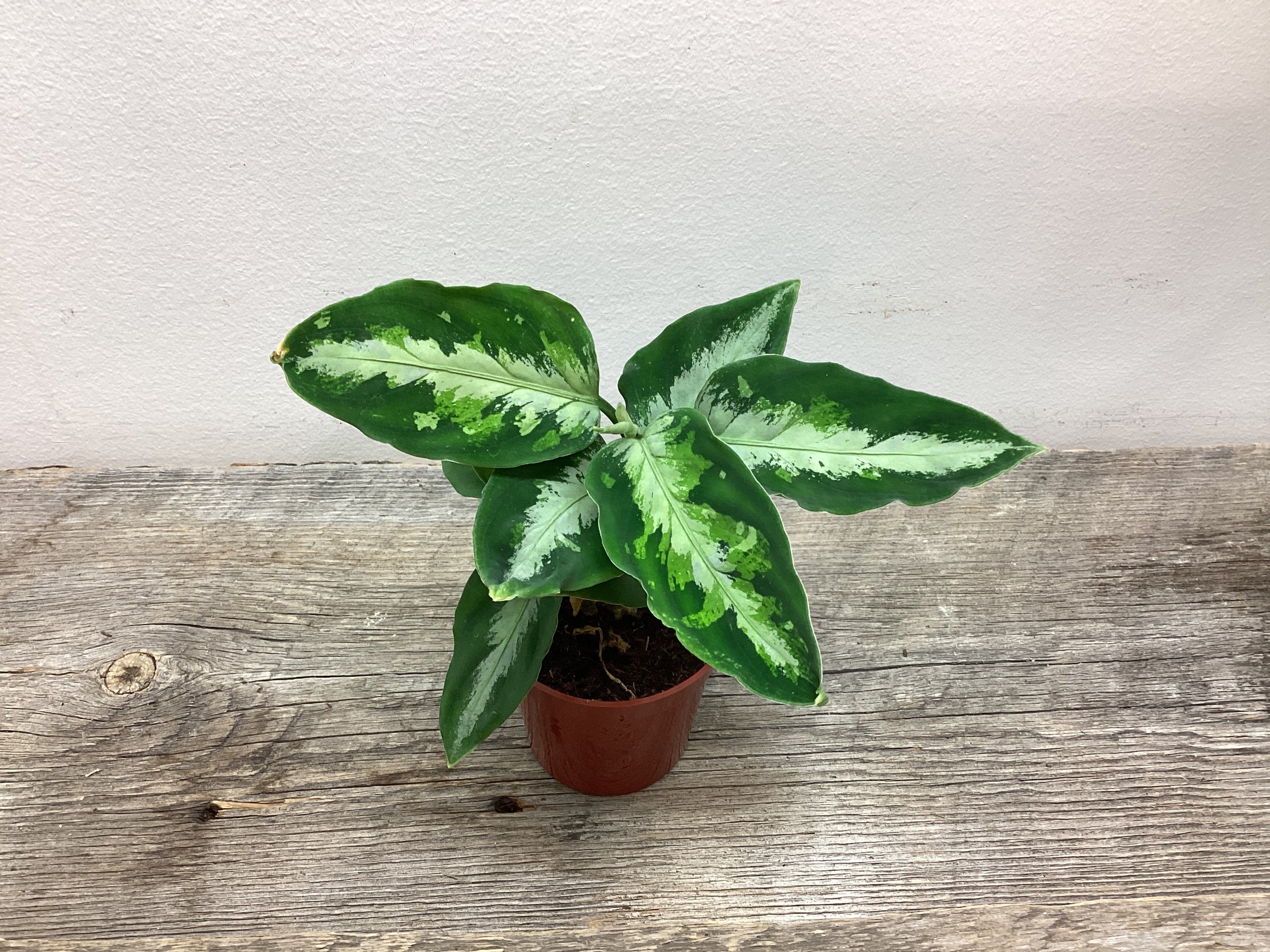 本日限定価格 Aglaonema pictum Aglaonema Pictum Tri Color 4
