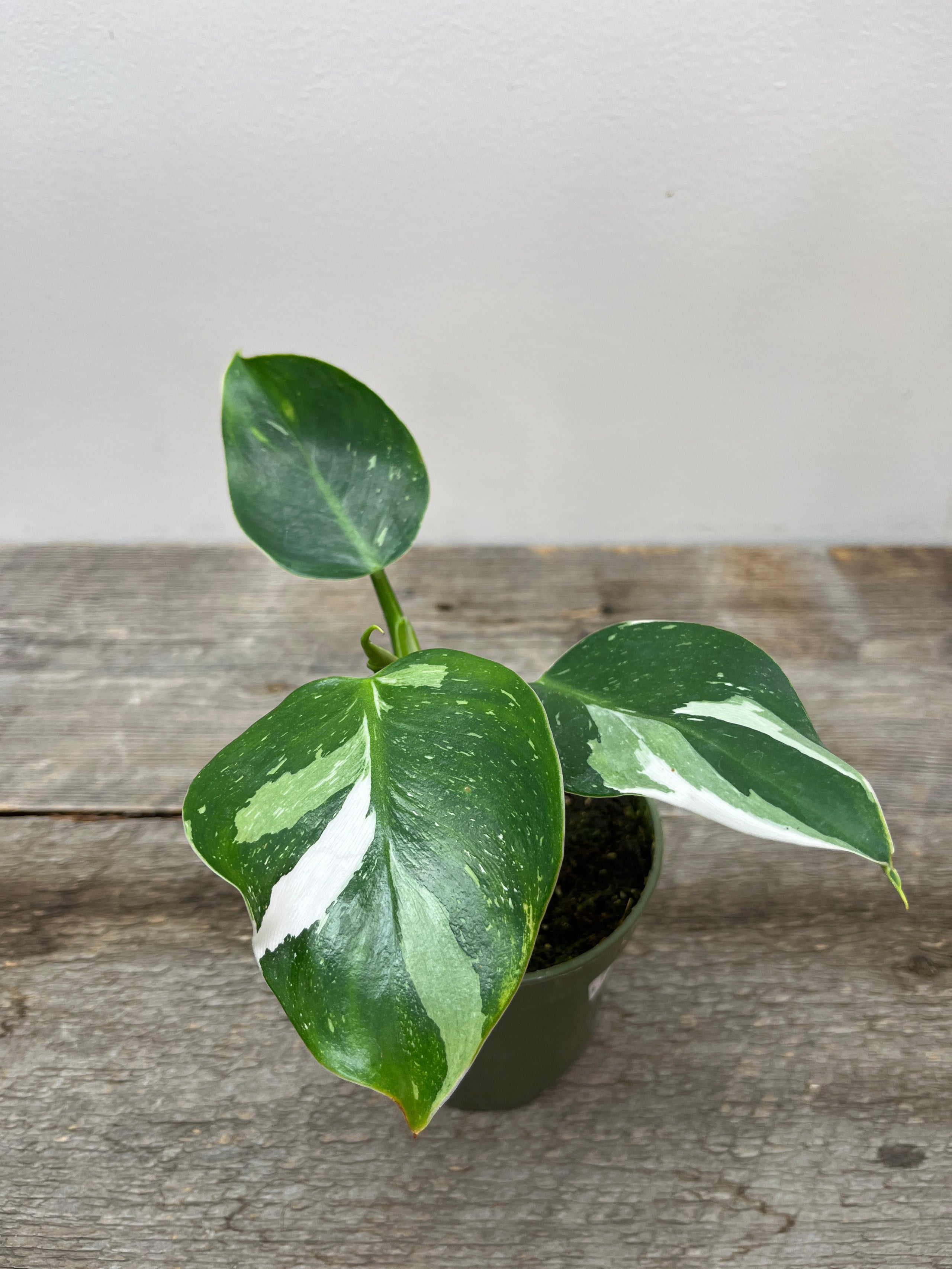 Philodendron White Wizard 4 | Lace and Leaves Studio