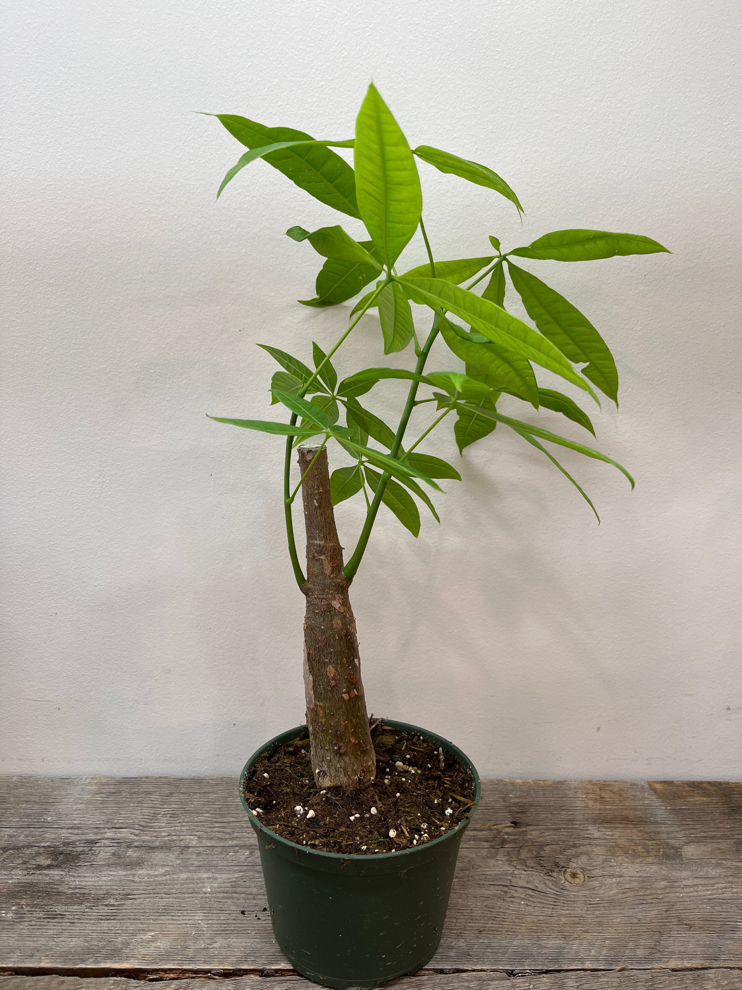 Pachira Aquatica (Money Tree) with Stump 6